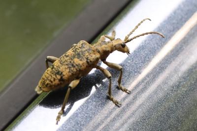 <i>Rhagium sycophanta</i>