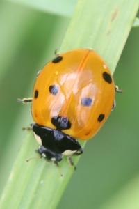 <i>Coccinella septempunctata</i>