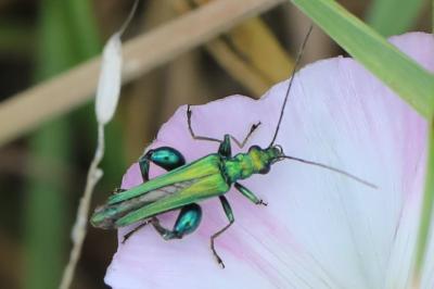 <i>Oedemera nobilis</i>