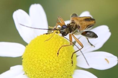 <i>Oedemera podagrariae</i>