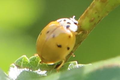 <i>Harmonia axyridis</i>