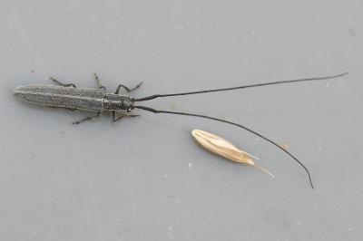 <i>Calamobius filum</i>