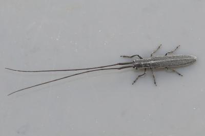 <i>Calamobius filum</i>