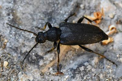 <i>Stictoleptura scutellata</i>