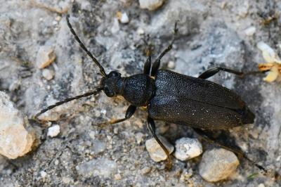 <i>Stictoleptura scutellata</i>