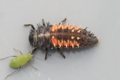 <i>Harmonia axyridis</i>