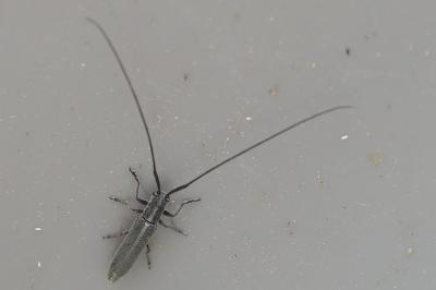 <i>Calamobius filum</i>