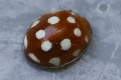 <i>Vibidia duodecimguttata</i>