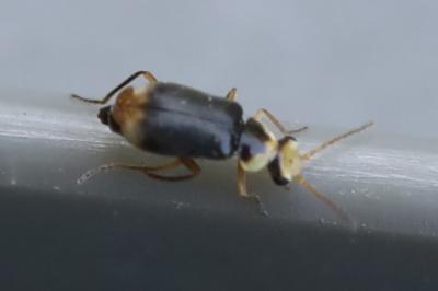 <i>Hypebaeus albifrons</i>