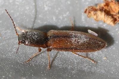 <i>Athous vittatus</i>