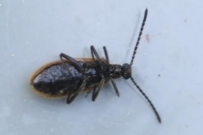 <i>Lagria hirta</i>