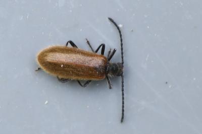 <i>Lagria hirta</i>