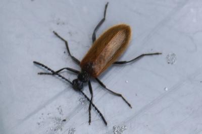 <i>Lagria hirta</i>