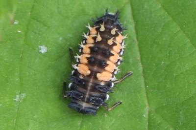 <i>Harmonia axyridis</i>