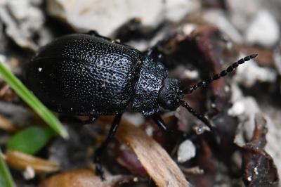 <i>Galeruca tanaceti</i>