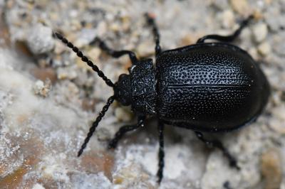 <i>Galeruca tanaceti</i>