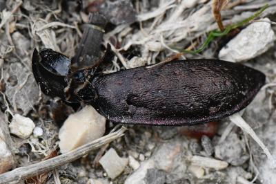 <i>Carabus nemoralis</i>