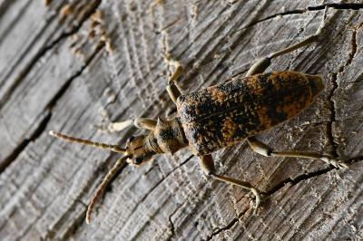 <i>Rhagium sycophanta</i>