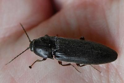 <i>Melanotus villosus</i>