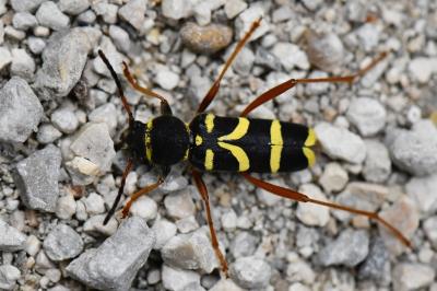 <i>Clytus arietis</i>
