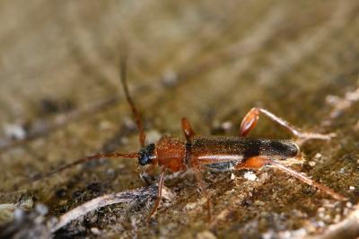Phymatodes testaceus