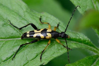 <i>Rutpela maculata</i>