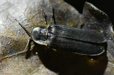 <i>Lampyris noctiluca</i>