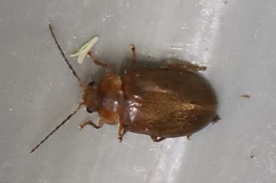 <i>Microcara testacea</i>