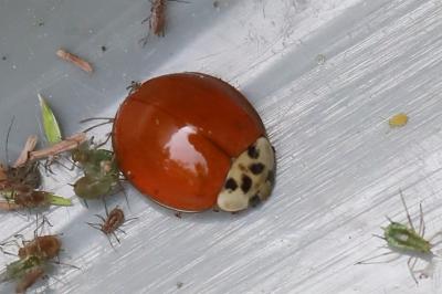 <i>Harmonia axyridis</i>