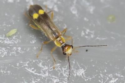 <i>Malthinus seriepunctatus</i>