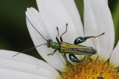 <i>Oedemera nobilis</i>