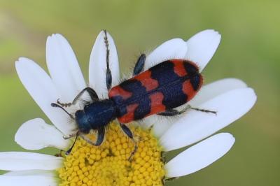 <i>Trichodes alvearius</i>