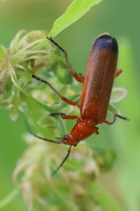 <i>Rhagonycha fulva</i>