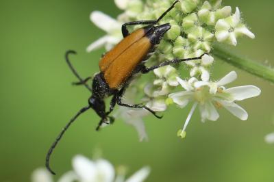 <i>Stictoleptura fulva</i>