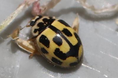 Coccinelle à damier