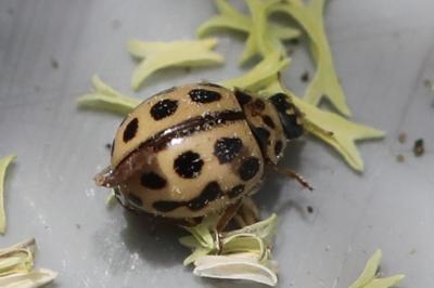 <i>Tytthaspis sedecimpunctata</i>