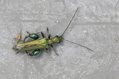 <i>Oedemera nobilis</i>