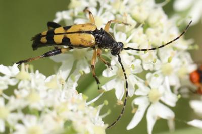 <i>Rutpela maculata</i>