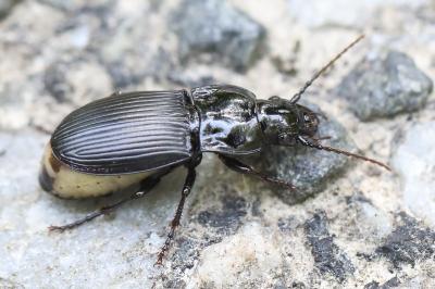 <i>Abax parallelus</i>