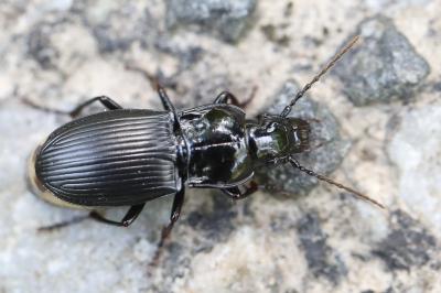 <i>Abax parallelus</i>