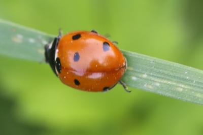 <i>Coccinella septempunctata</i>