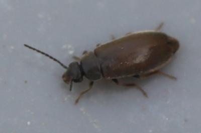<i>Scraptia dubia</i>