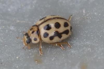 <i>Tytthaspis sedecimpunctata</i>