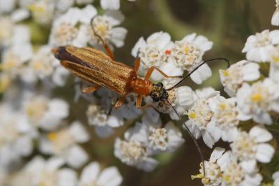 <i>Oedemera podagrariae</i>