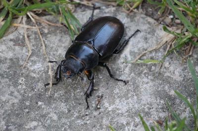 <i>Lucanus cervus</i>
