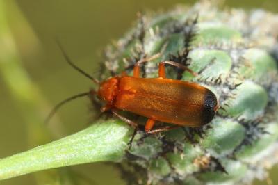 <i>Rhagonycha fulva</i>