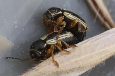 <i>Cryptocephalus bilineatus</i>