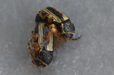 <i>Cryptocephalus bilineatus</i>