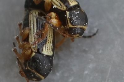 <i>Cryptocephalus bilineatus</i>