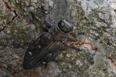 Chrysobothris affinis